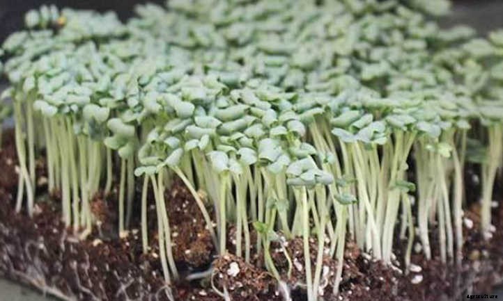 How to Grow Mustard Microgreens Fast and Easy