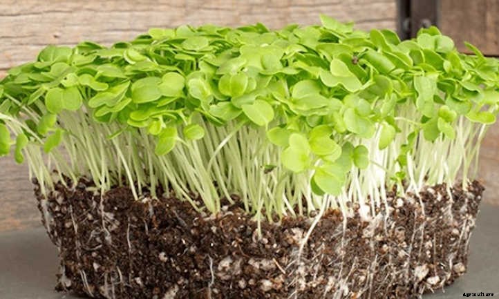How to Grow Mustard Microgreens Fast and Easy