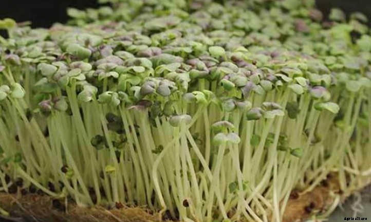 How to Grow Mustard Microgreens Fast and Easy