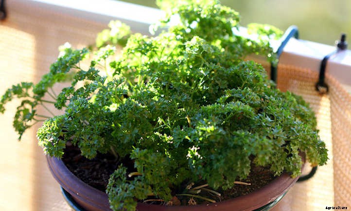 How To Harvest Parsley & Store It For Later