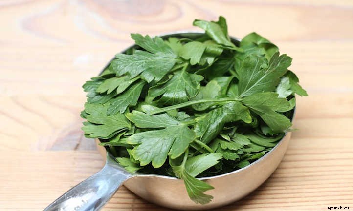 How To Harvest Parsley & Store It For Later