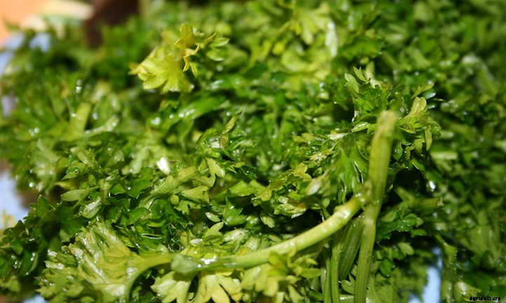 How To Harvest Parsley & Store It For Later