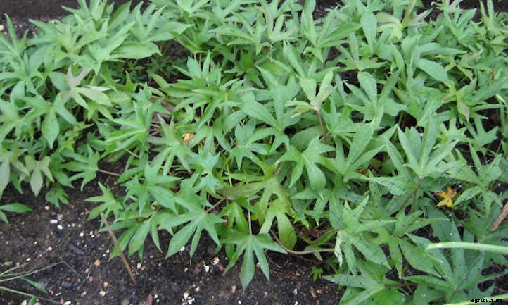 Okra Companion Plants: Pals For Your Pods