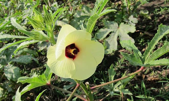 Okra Companion Plants: Pals For Your Pods