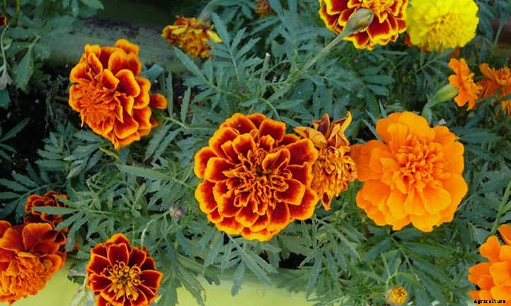 Okra Companion Plants: Pals For Your Pods