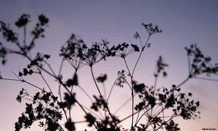 Anise Plant: Growing Aniseed At Home