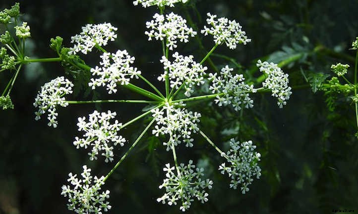 Anise Plant: Growing Aniseed At Home