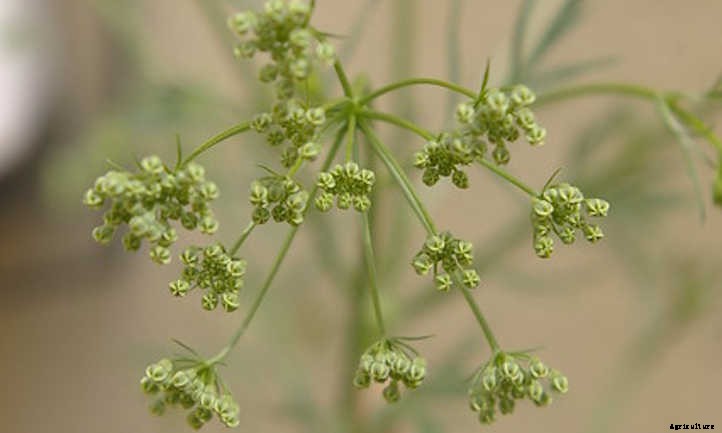 Anise Plant: Growing Aniseed At Home