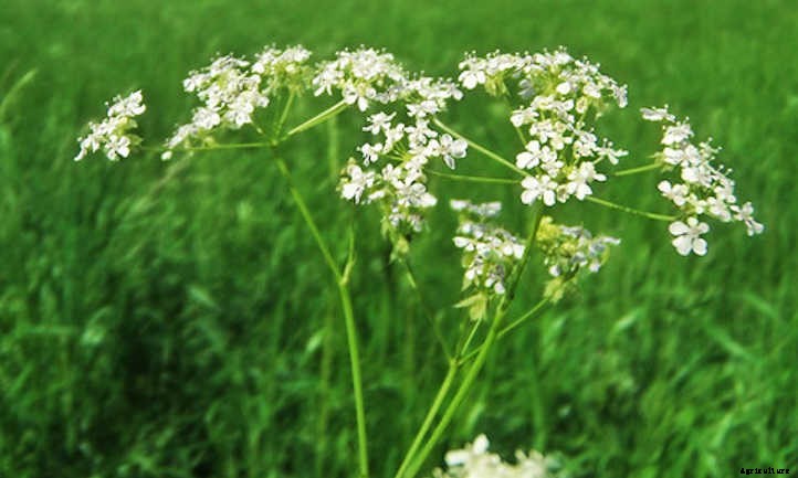 Anise Plant: Growing Aniseed At Home