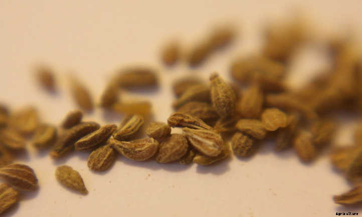 Anise Plant: Growing Aniseed At Home