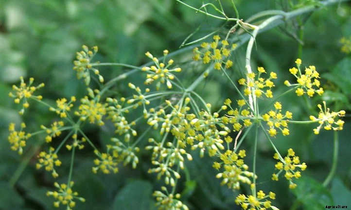 Anise Plant: Growing Aniseed At Home