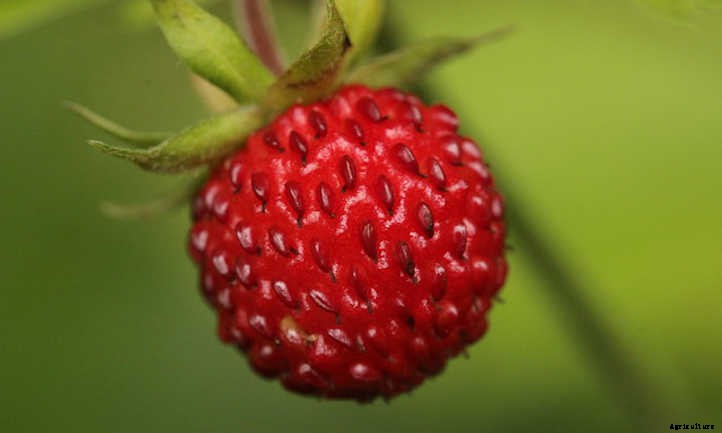 Growing Alpine Strawberries All Summer Long