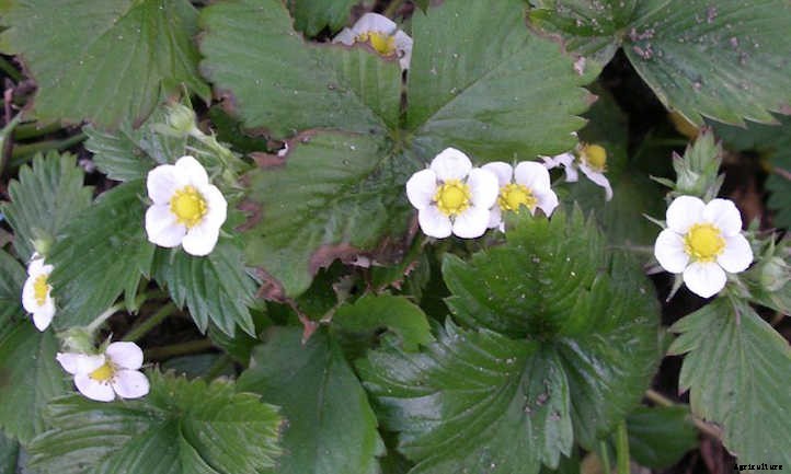 Growing Alpine Strawberries All Summer Long