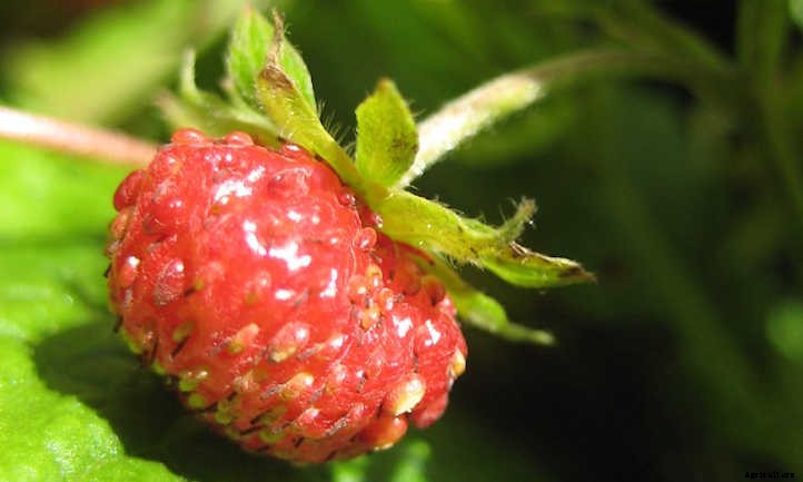 Growing Alpine Strawberries All Summer Long