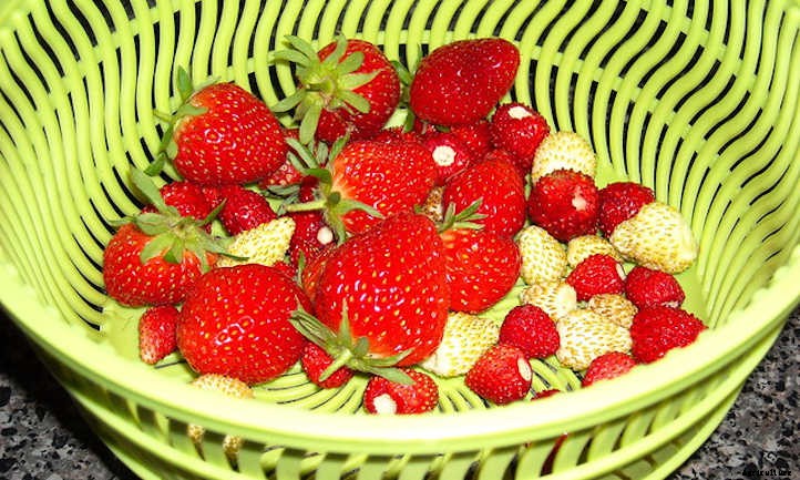 Growing Alpine Strawberries All Summer Long