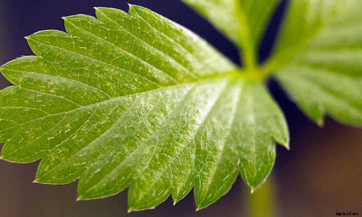 Growing Alpine Strawberries All Summer Long