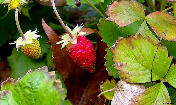 Growing Alpine Strawberries All Summer Long