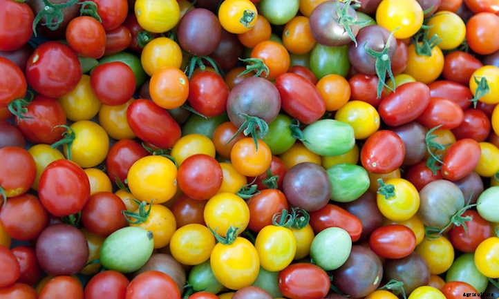 Types Of Tomatoes For Garden Glory