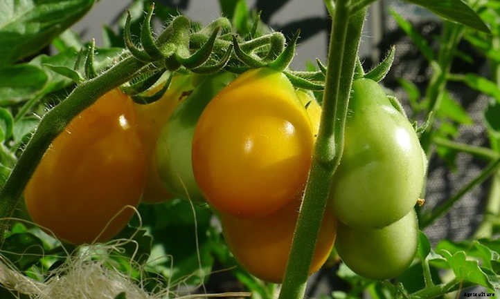 Types Of Tomatoes For Garden Glory