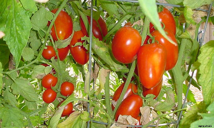 Types Of Tomatoes For Garden Glory
