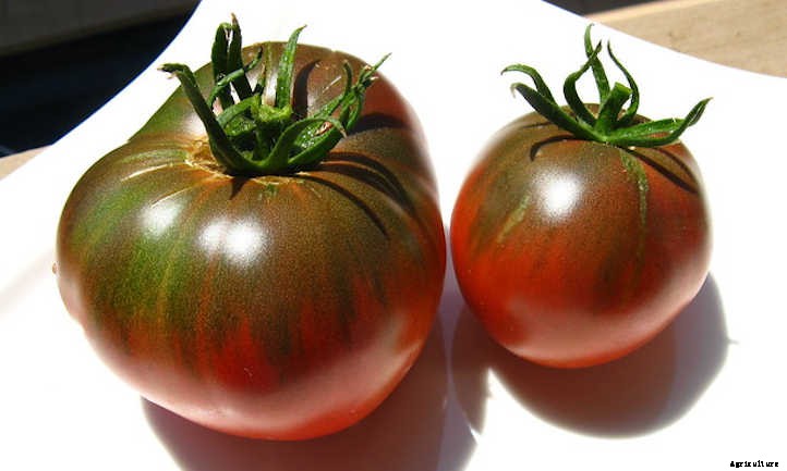 Types Of Tomatoes For Garden Glory