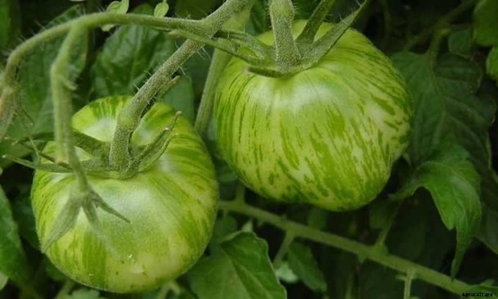 Types Of Tomatoes For Garden Glory