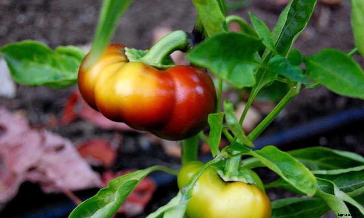 Types Of Tomatoes For Garden Glory