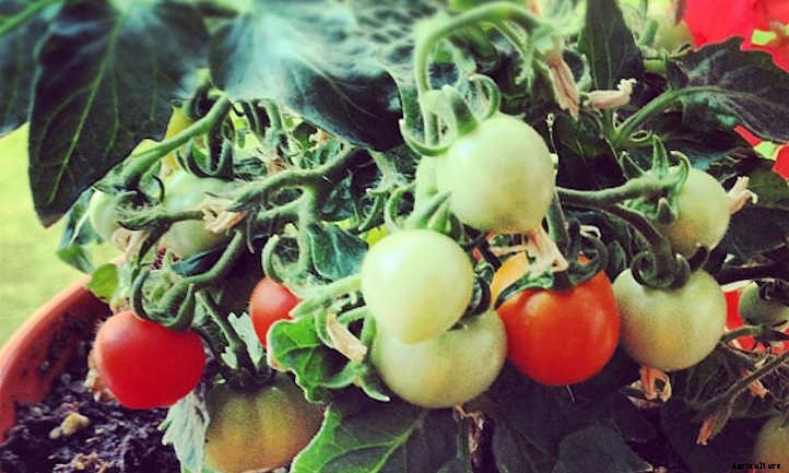 Types Of Tomatoes For Garden Glory
