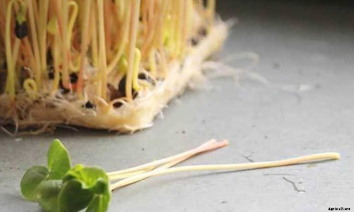 How to Grow Buckwheat Microgreens Fast and Easy