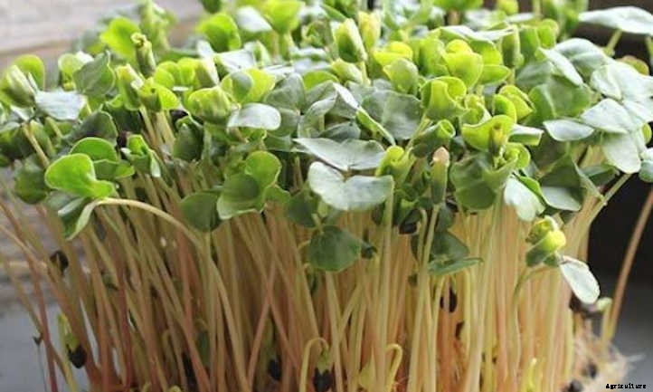 How to Grow Buckwheat Microgreens Fast and Easy