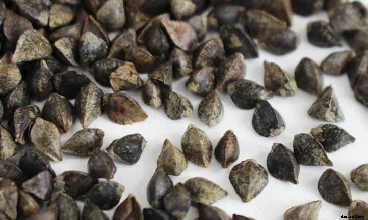 How to Grow Buckwheat Microgreens Fast and Easy