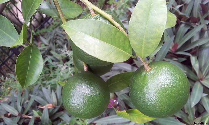 Mandarin Tree Care: Growing Mandarins At Home