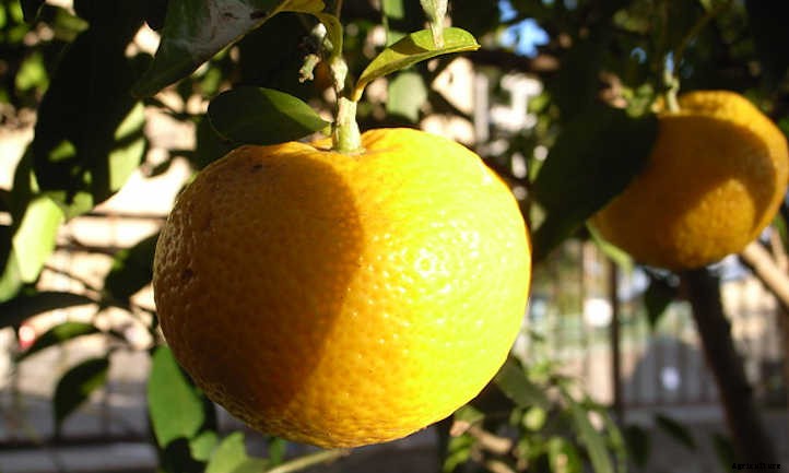 Mandarin Tree Care: Growing Mandarins At Home