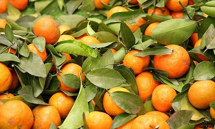 Mandarin Tree Care: Growing Mandarins At Home