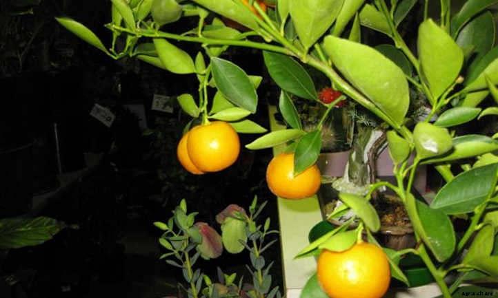 Mandarin Tree Care: Growing Mandarins At Home