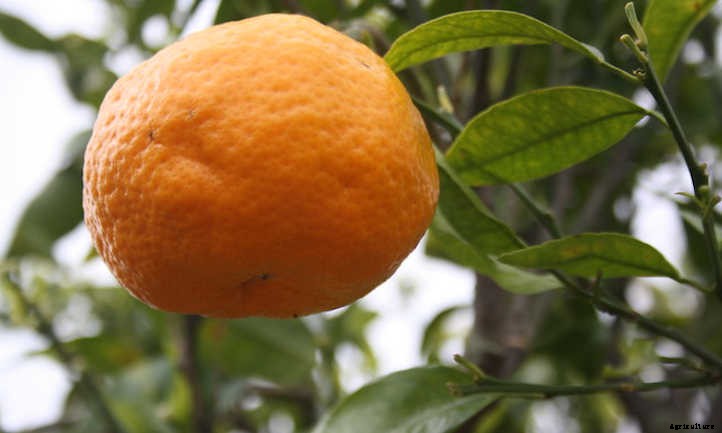Mandarin Tree Care: Growing Mandarins At Home
