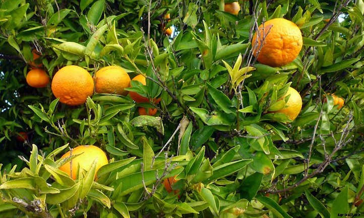 Mandarin Tree Care: Growing Mandarins At Home
