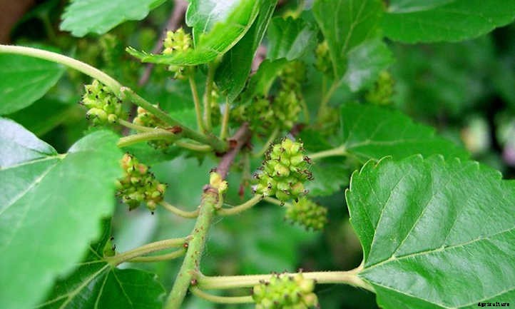 Mulberry Tree: The Easiest Berries To Grow