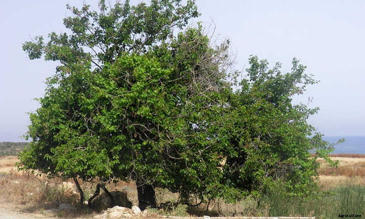 Mulberry Tree: The Easiest Berries To Grow