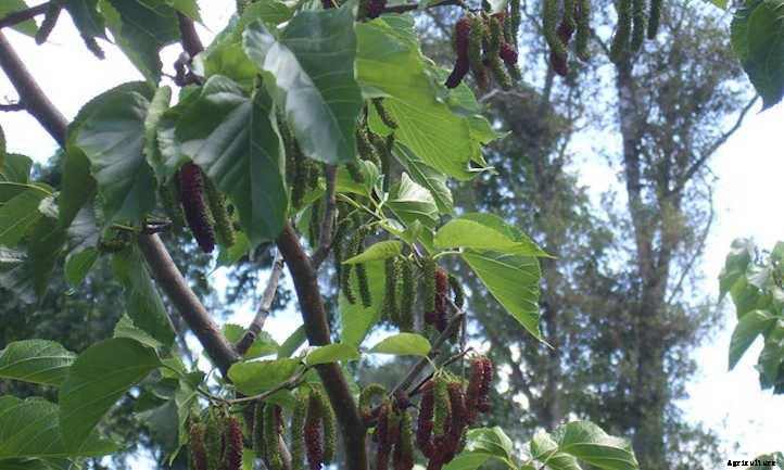 Mulberry Tree: The Easiest Berries To Grow