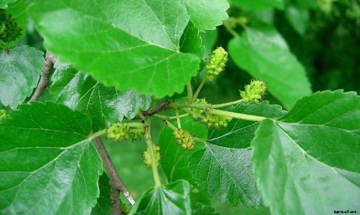 Mulberry Tree: The Easiest Berries To Grow