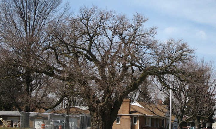 Mulberry Tree: The Easiest Berries To Grow