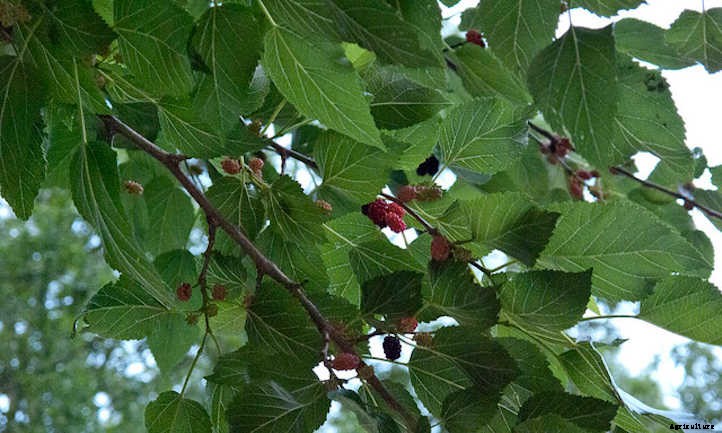 Mulberry Tree: The Easiest Berries To Grow
