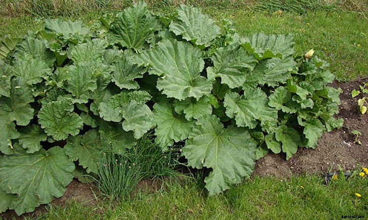 How To Harvest Rhubarb Without Plant Damage