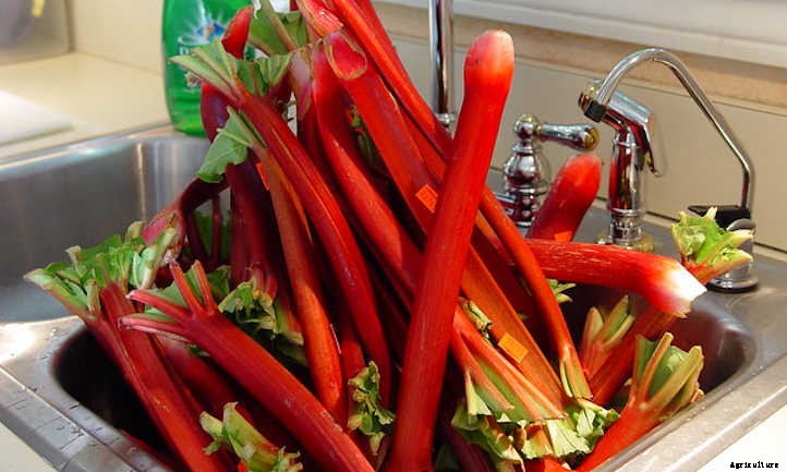 How To Harvest Rhubarb Without Plant Damage