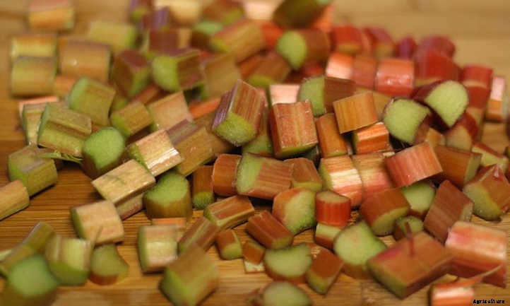 How To Harvest Rhubarb Without Plant Damage