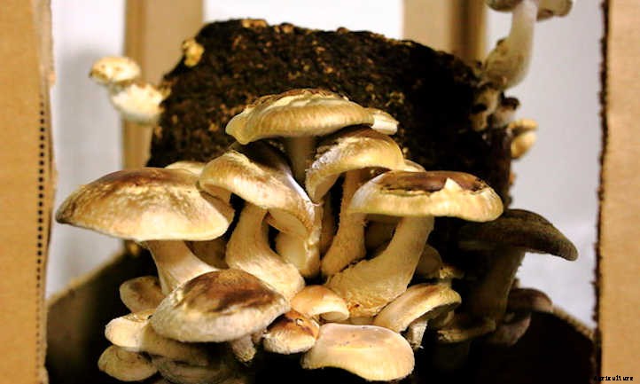 Growing Shiitake Mushrooms At Home: The Guide