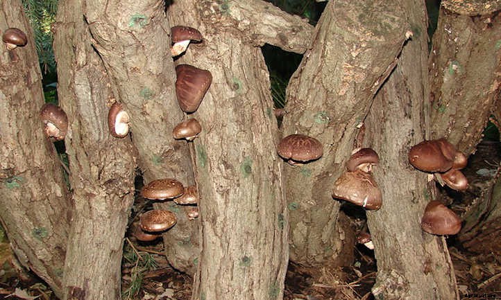 Growing Shiitake Mushrooms At Home: The Guide