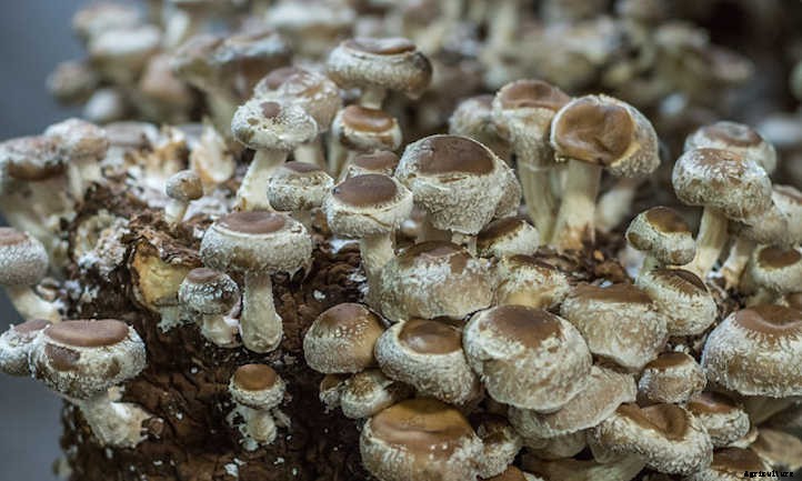 Growing Shiitake Mushrooms At Home: The Guide