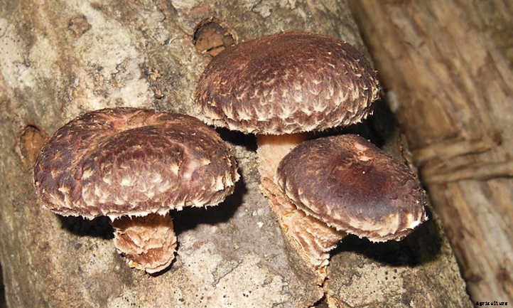 Growing Shiitake Mushrooms At Home: The Guide